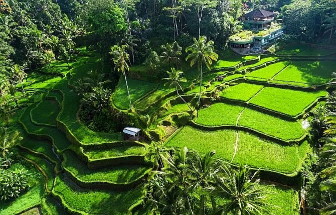 Tegallalang Rice Terraces, Ubud